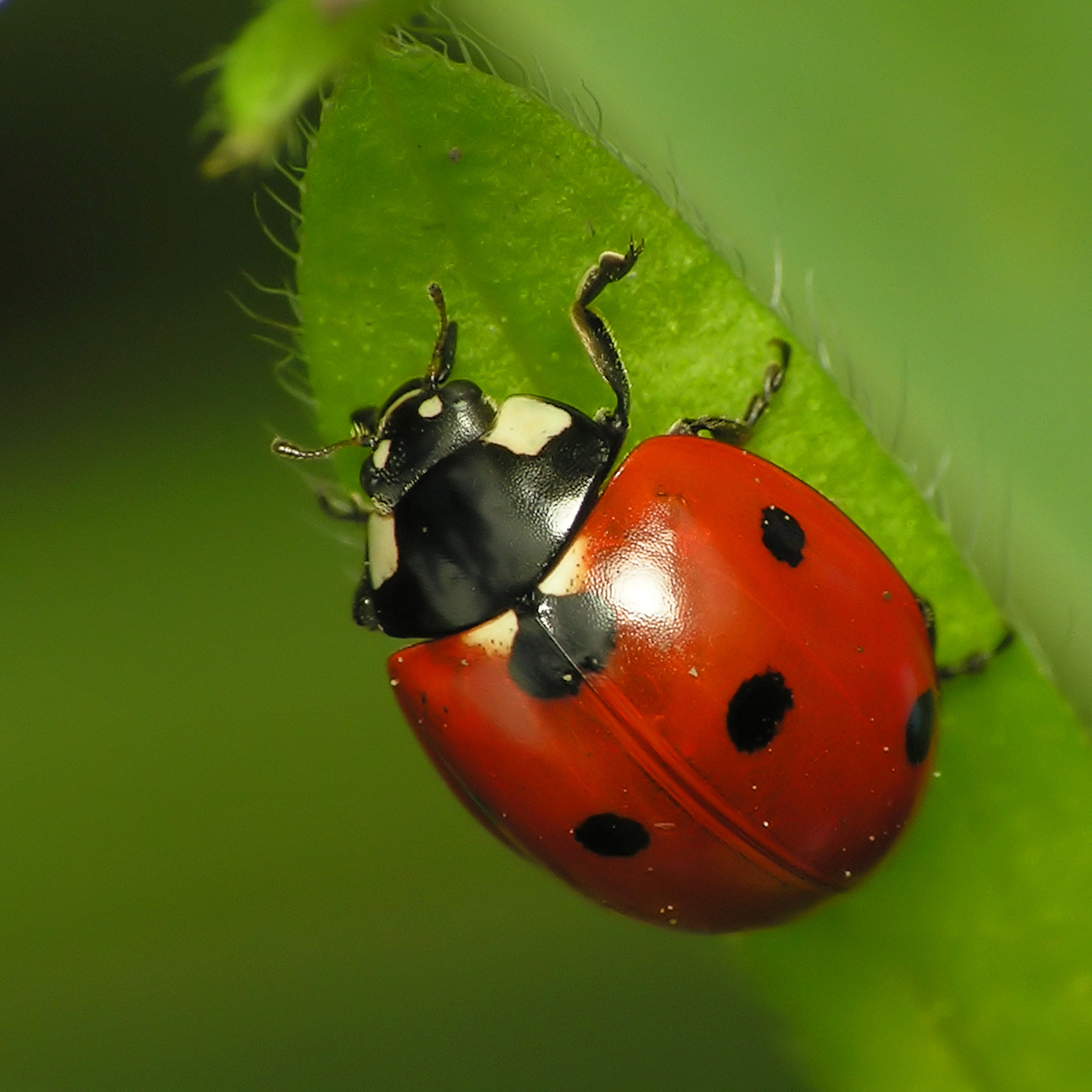 Ladybug Adult 38