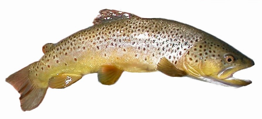 Trout